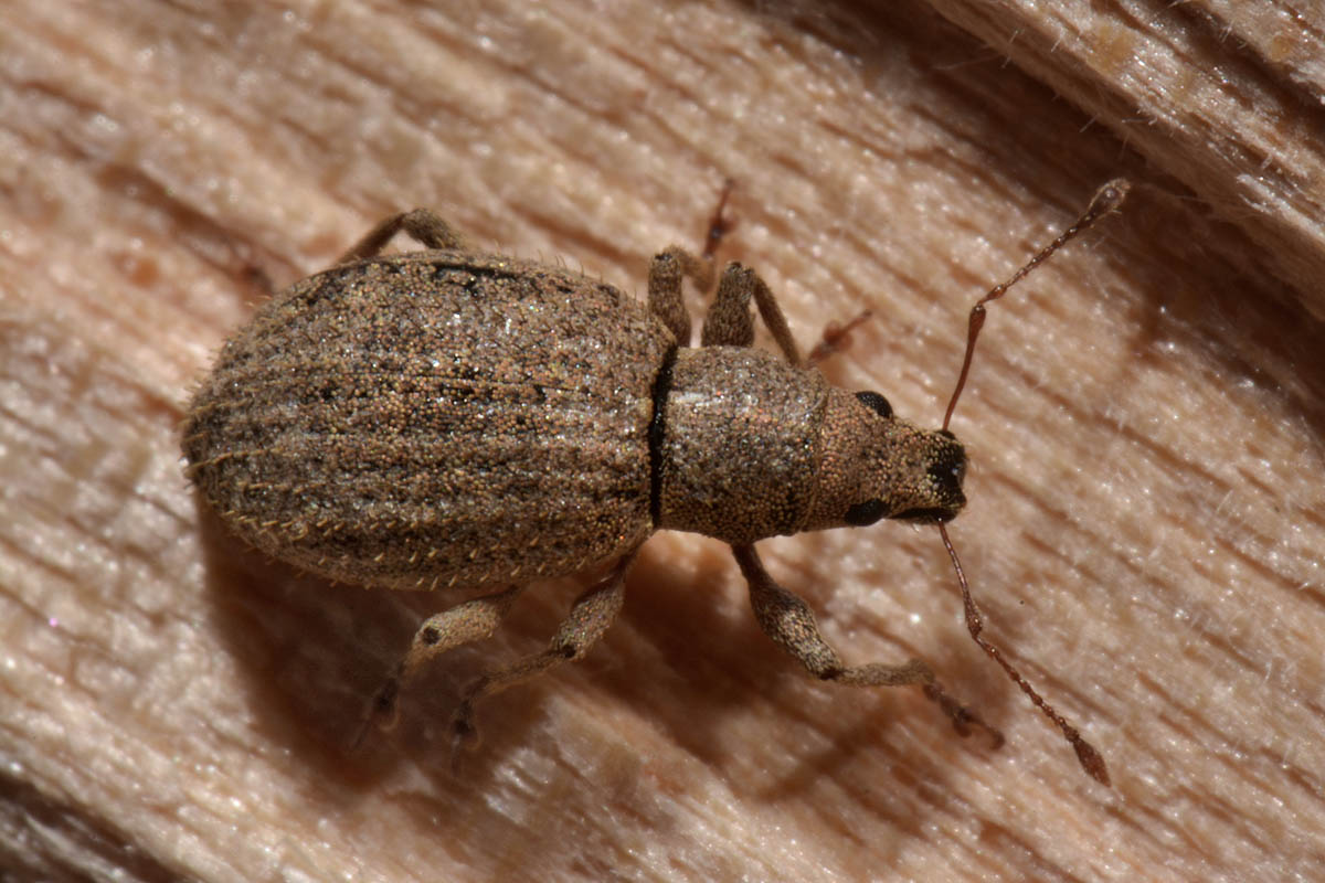 Curculionidae:  Sciaphilus asperatus